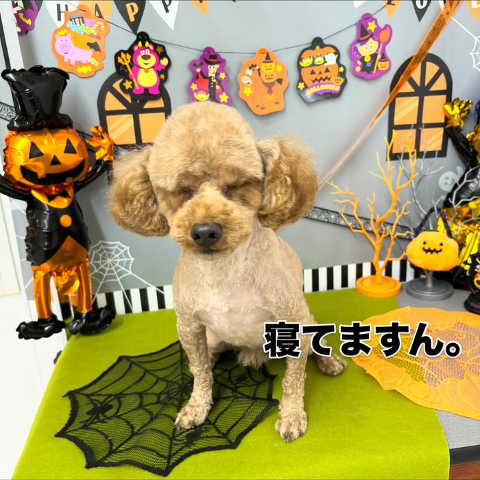 画像1000