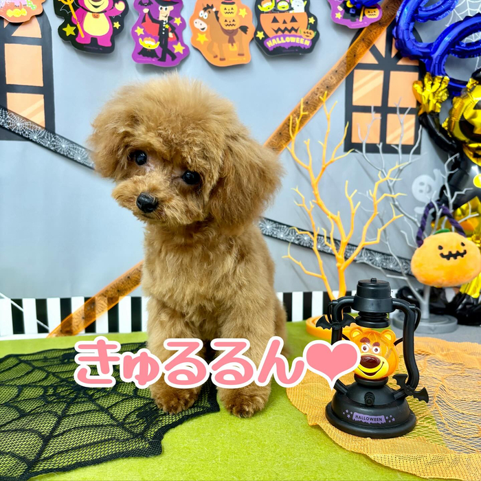 画像1048