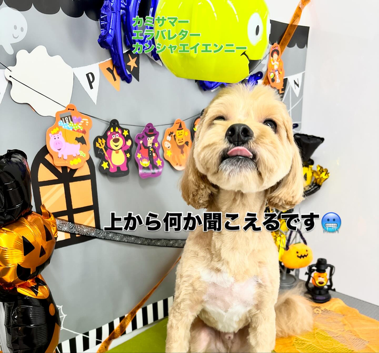 画像1105