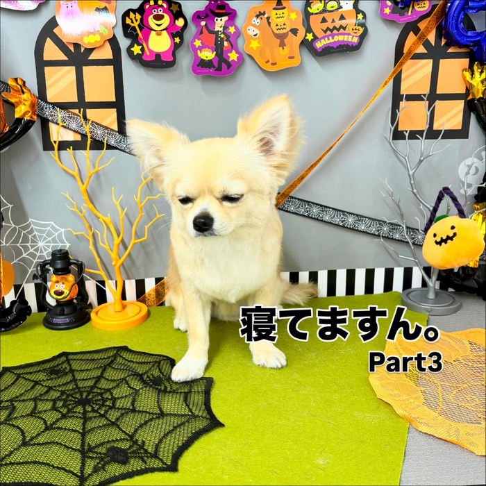 画像1112