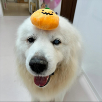 画像1223