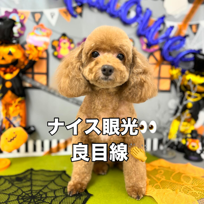 画像1260