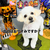 画像1287