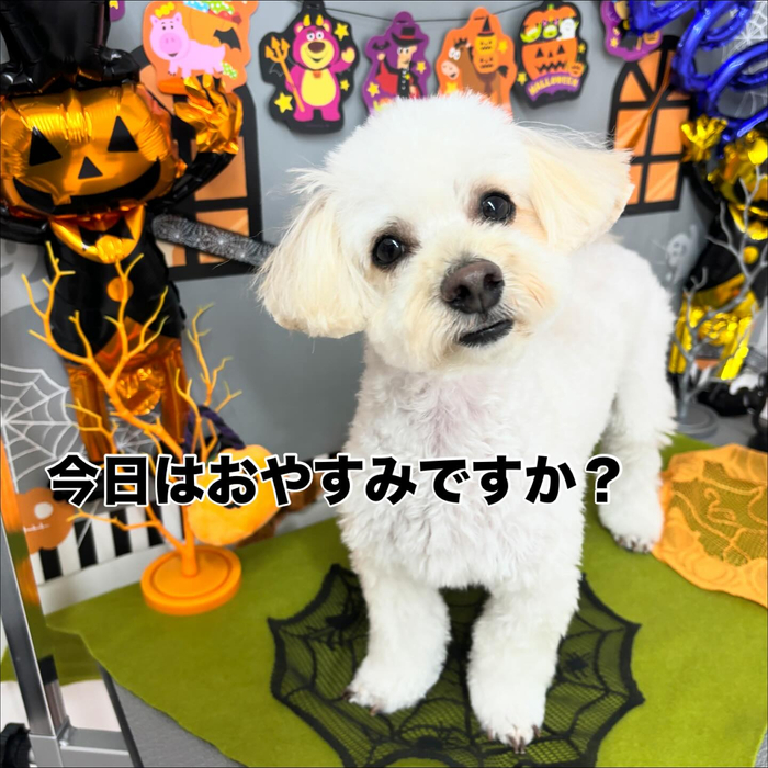 画像1287