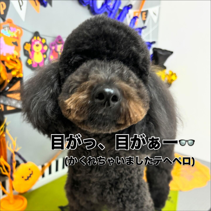画像1294