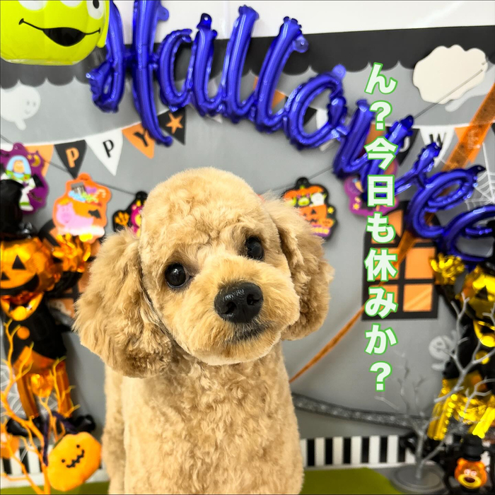 画像1312