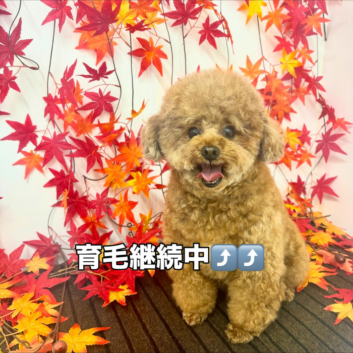 画像1335