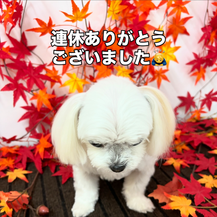 画像1387