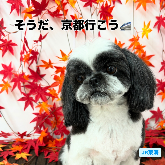 画像1398