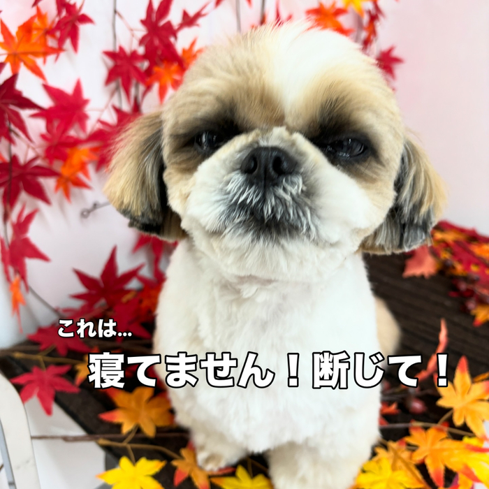 画像1443