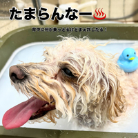 画像1675