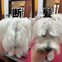 画像2278