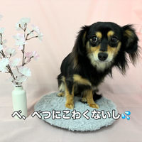 画像2435