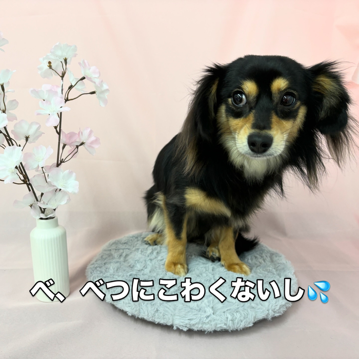 画像2435
