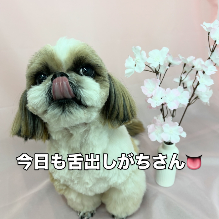 画像2442