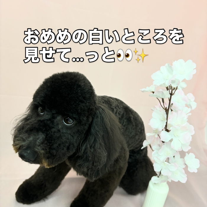 画像2449