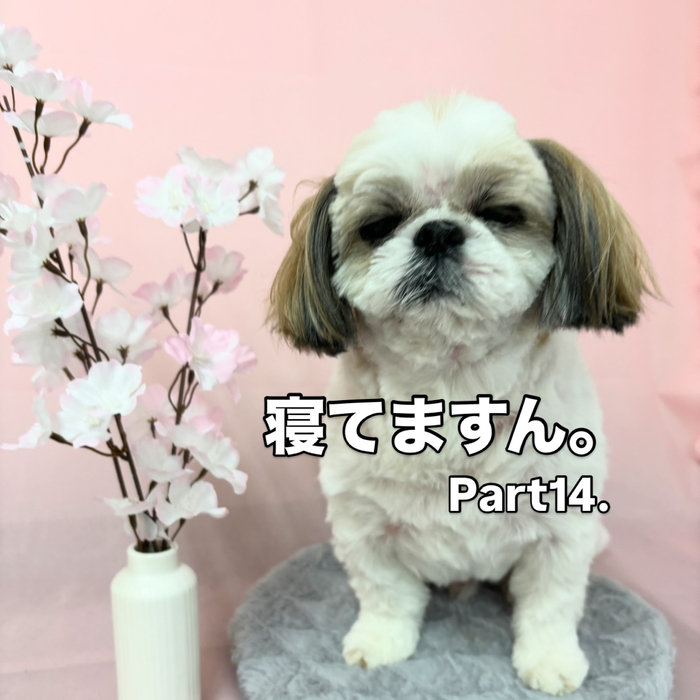 画像2471