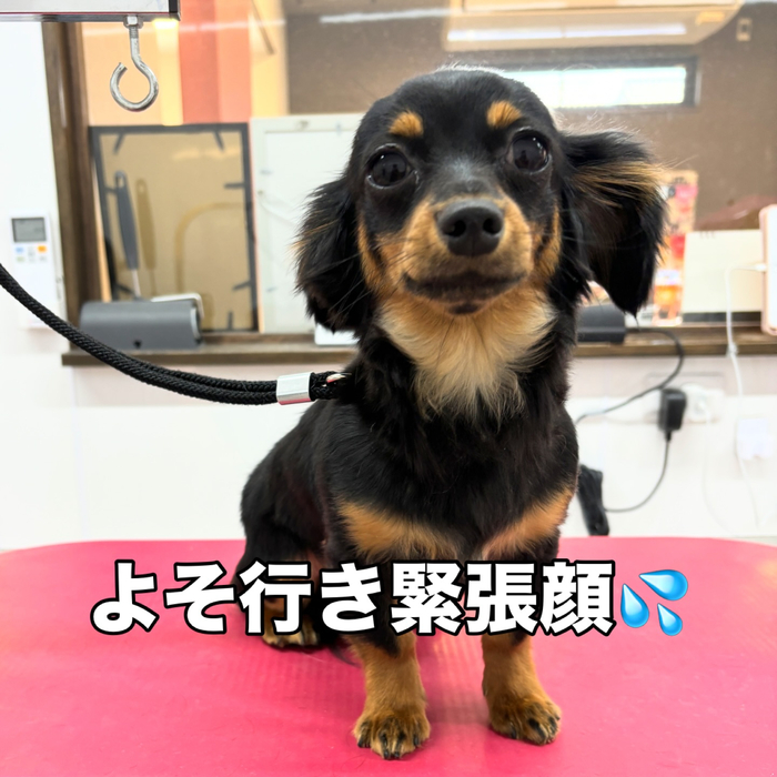 画像2484