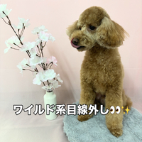 画像2490