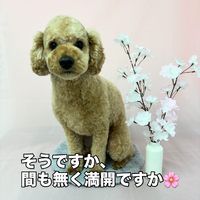 画像2496