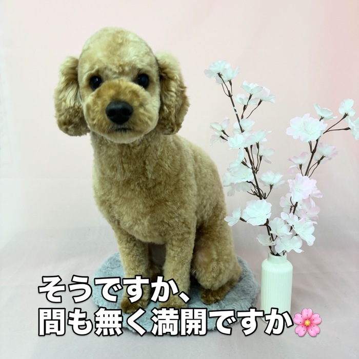 画像2496
