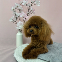 画像2534