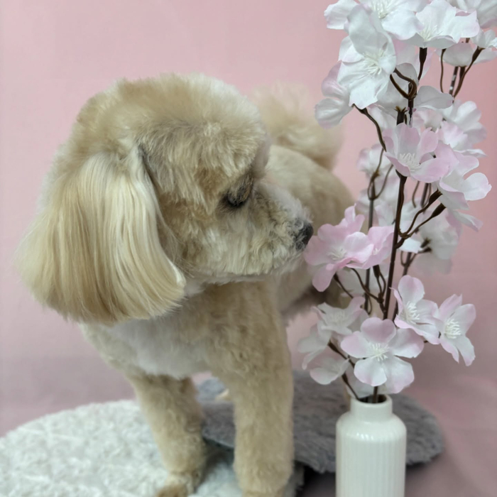 画像2550