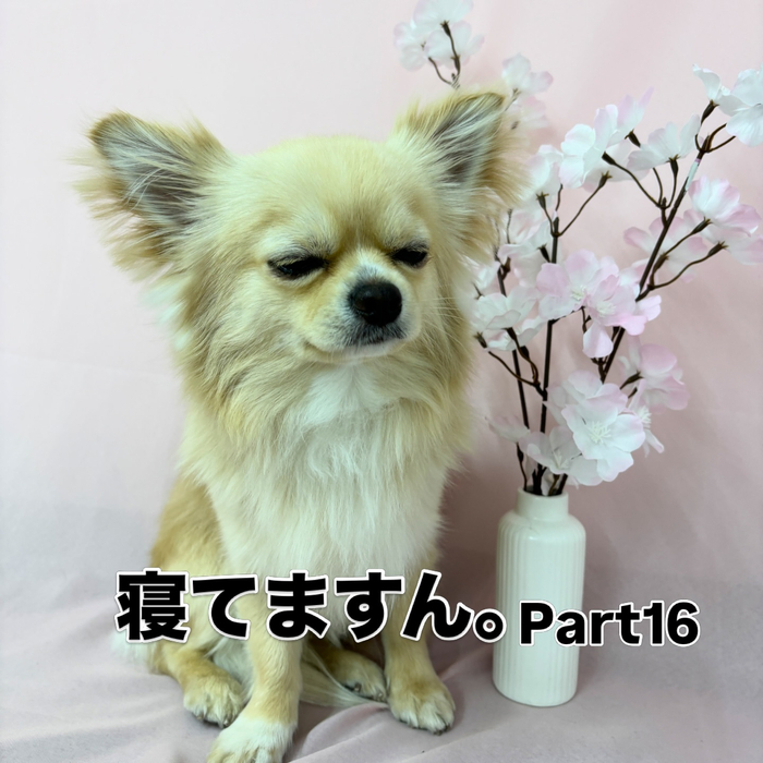 画像2559