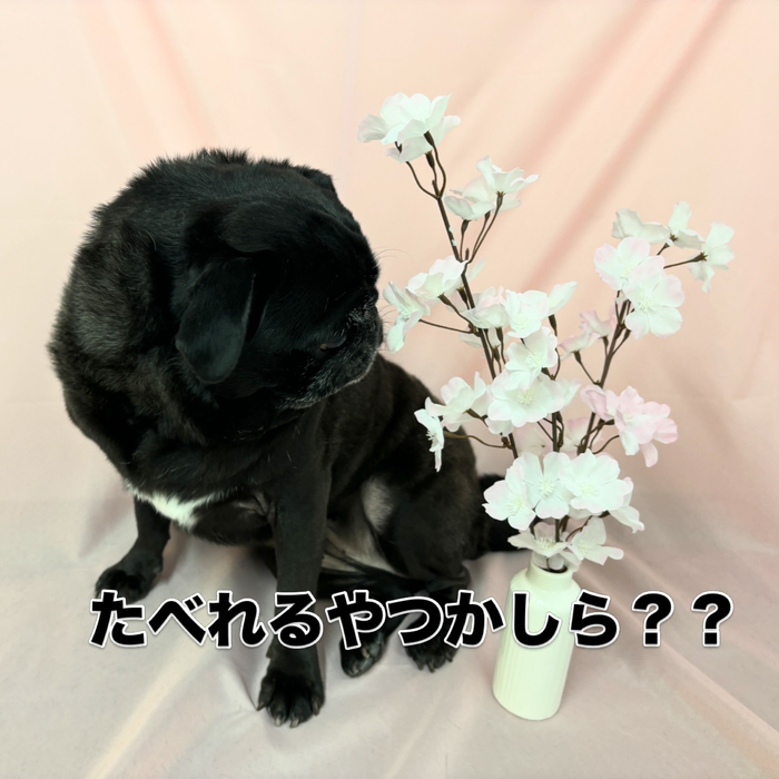 画像2597