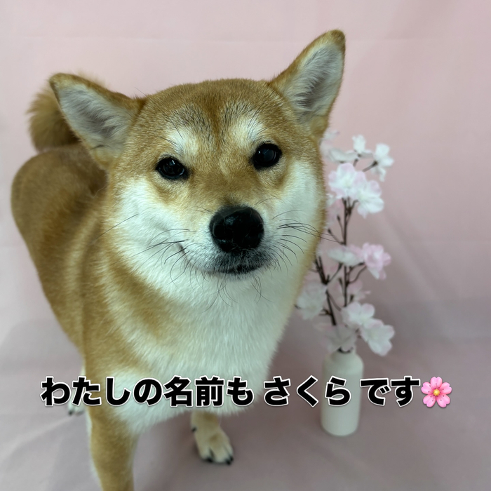 画像2623