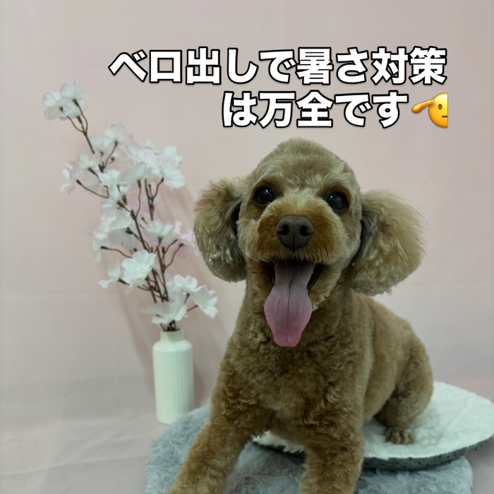 画像2638