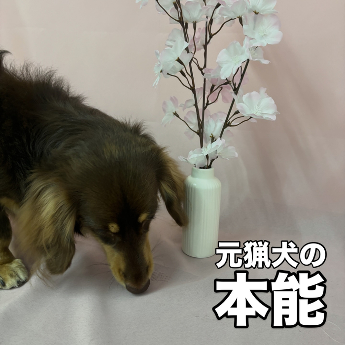 画像2651