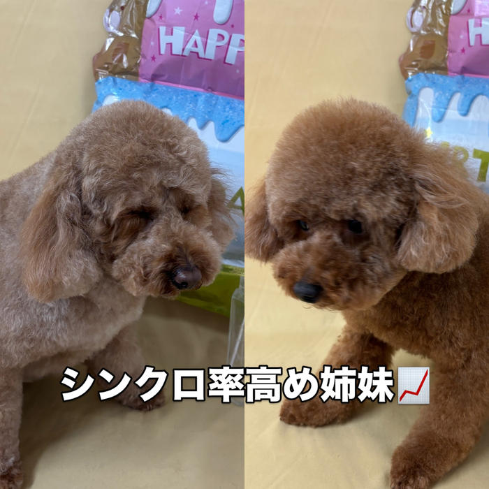 画像2682