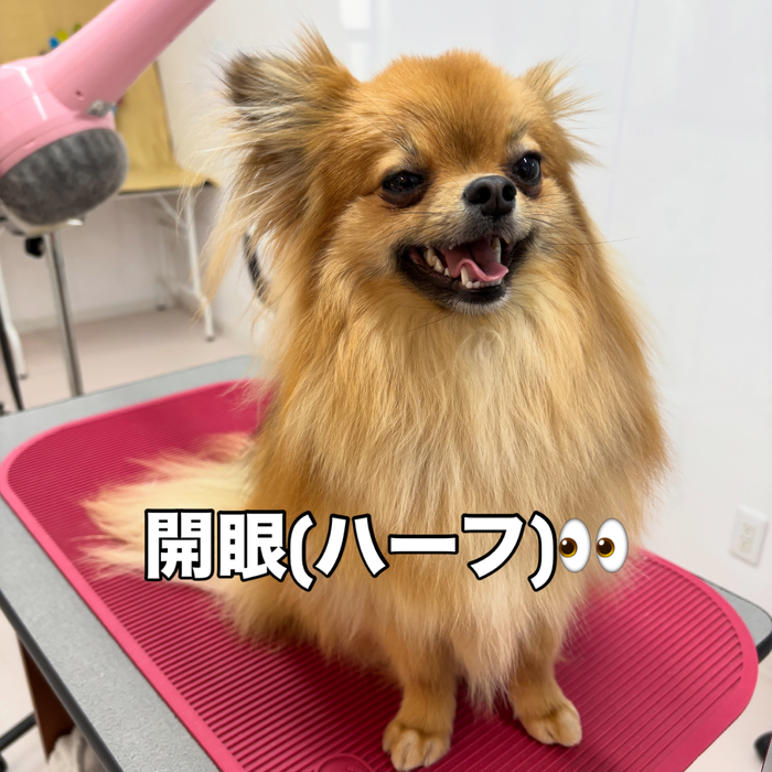 画像2734