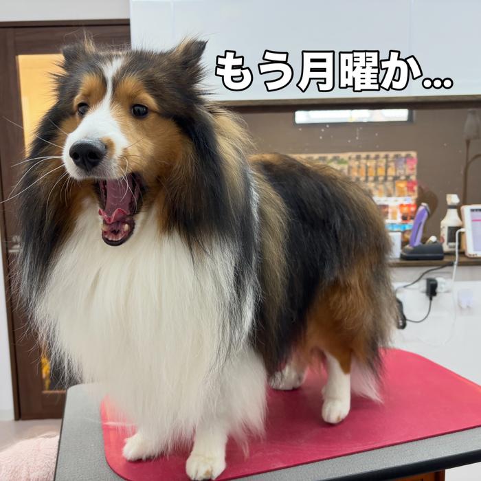 画像2782