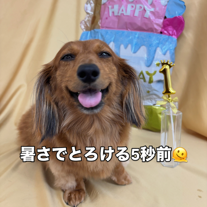 画像2795