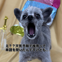 画像2833