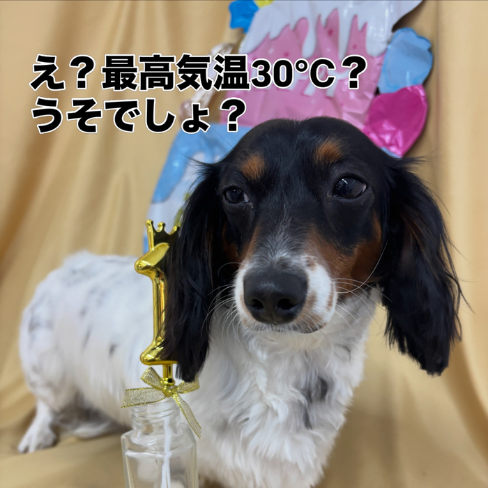 画像2849