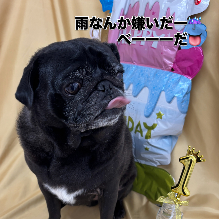 画像2864