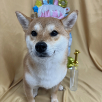 画像2912