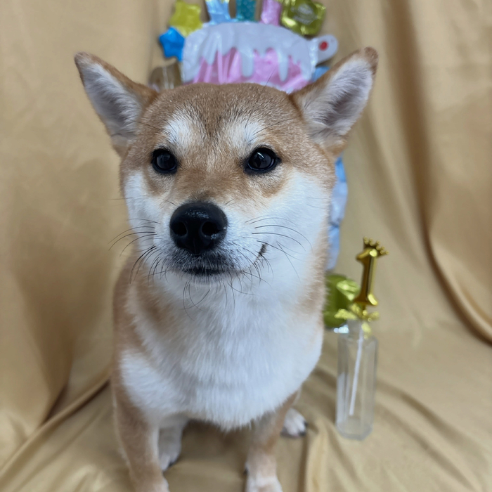 画像2912