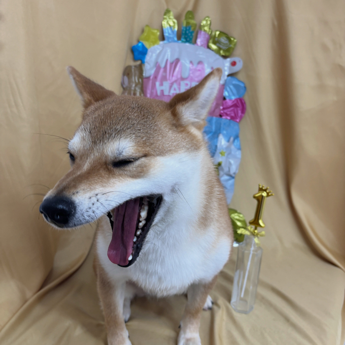 画像2913