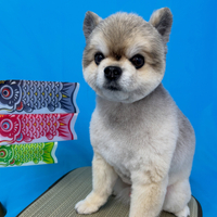 画像2950