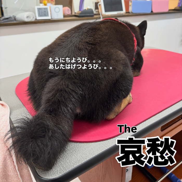 画像2965