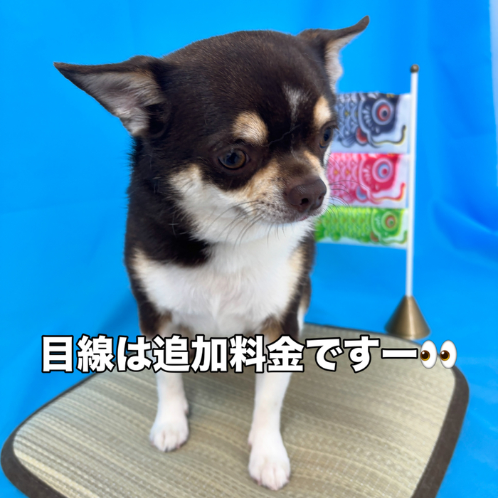 画像3095