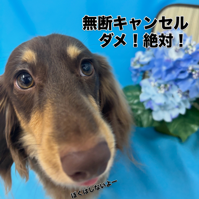 画像3267
