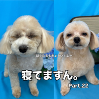 画像3339