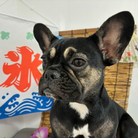 画像336