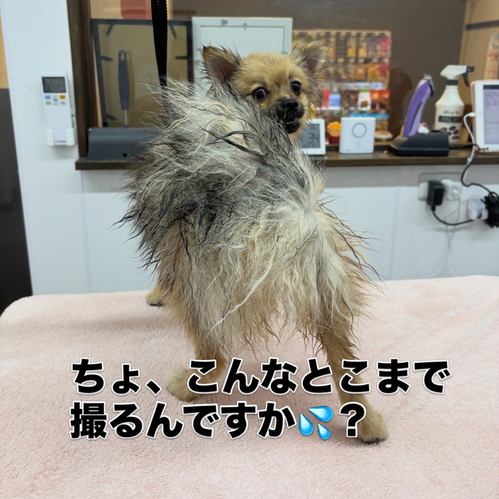 画像3370