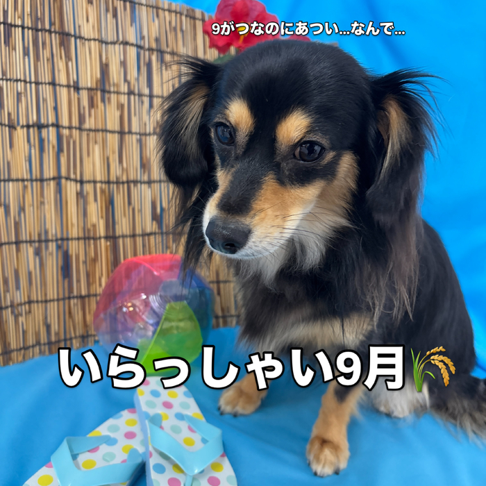 画像3676